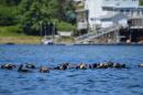 Raft of Sea Otters in Winter Harbour: West Coast Vancouver Island, British Columbia, July 2016